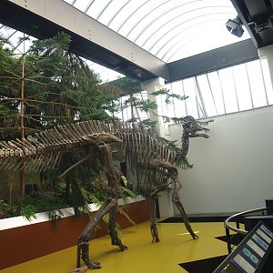 Biochron - Duck-billed dinosaur skeleton, 2009-04-19