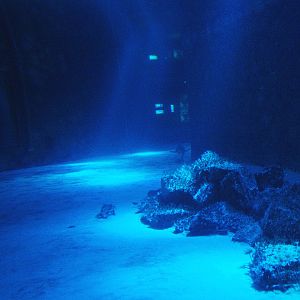 Biochron - Smaller shark tank, 2009-04-19