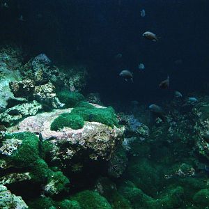 Biochron - Marine tank, 2009-04-19