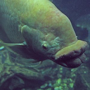 Giant gourami (Osphronemus goramy), 2009-04-19