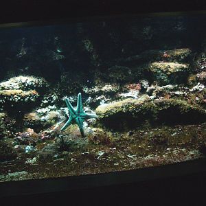 Biochron - Marine invertebrate and small fish tank, 2009-04-19