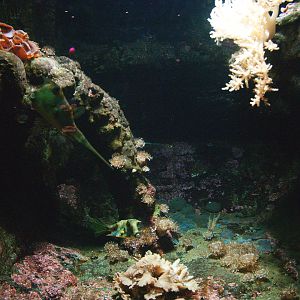 Biochron - Marine tank with Longhorn boxfish, 2009-04-19