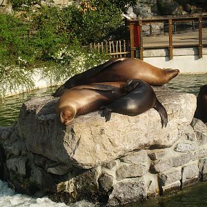 California sea lions (Zalophus californianus), 2009-04-19