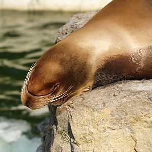 California sea lion (Zalophus californianus), 2009-04-19