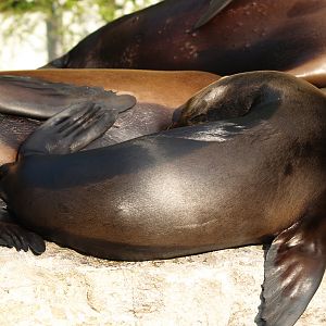 California sea lion (Zalophus californianus), 2009-04-19