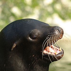 California sea lion (Zalophus californianus), 2009-04-19