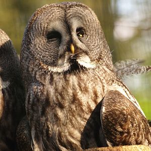 Eurasian great grey owl (Strix nebulosa lapponica), 2009-04-19
