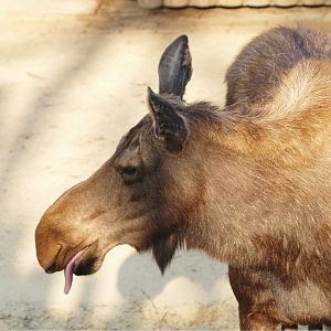 American moose (Alces alces americanus), 2009-04-19