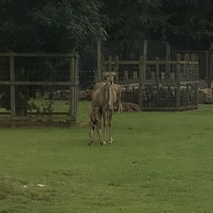 Greater kudu and young