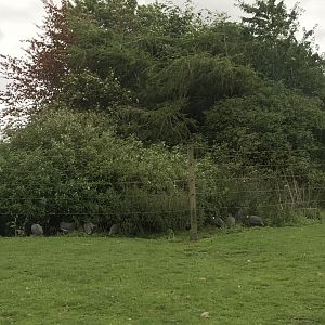Gunieafowl enclosure
