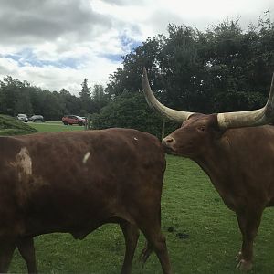 Ankole cattle