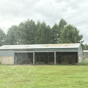 African lion housing