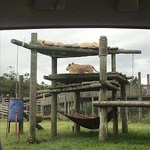 African lions