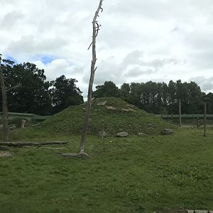 Barbary macaque reserve