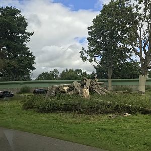 Barbary macaque reserve (2)