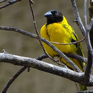 Village weaver (Ploceus cucullatus) (07/22)
