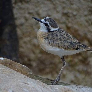 Kittlitz's plover (Charadrius pecuarius) (07/22)