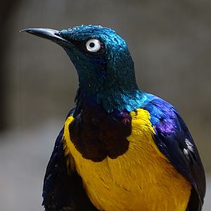 Golden-breasted starling (Lamprotornis regius) (07/22)