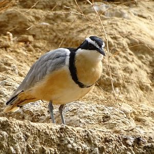Egyptian plover (Pluvianus aegyptius) (07/22)