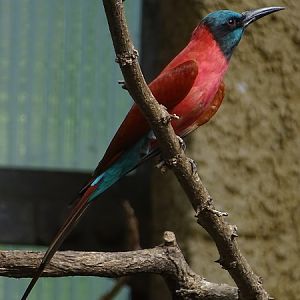 Northern Carmine bee-eater (Merops nubicus) (07/22)