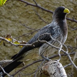 Western plantain-eater (Crinifer piscator) (07/22)