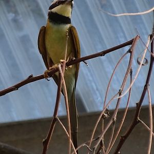 White-throated bee-eater (Merops albicollis) (07/22)