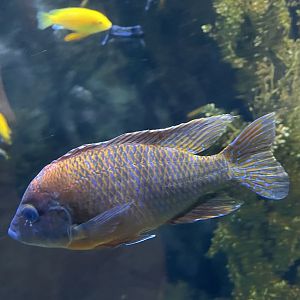 Unsigned peacock(?) cichlid