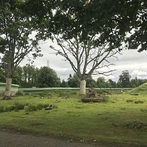 Barbary macaque reserve (3)