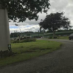 Barbary macaque reserve (4)