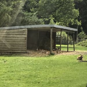 Persian fallow deer and Père David’s deer
