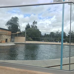 New calafornian sea lion enclosure