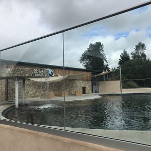 New calafornian sea lion enclosure (2)