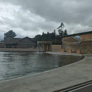 New calafornian sea lion enclosure (3)
