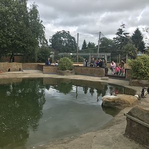 Humboldt penguin enclosure (2)