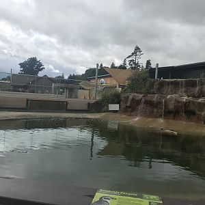 Humboldt penguin enclosure (3)