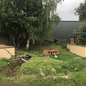 Guniea pig enclosure