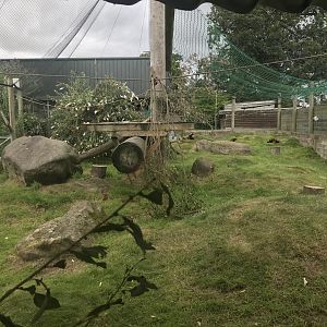 Red ruffed lemur enclosure (2)