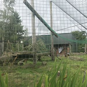Red ruffed lemur enclosure (3)