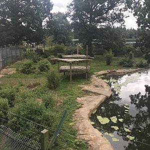 Amur tiger enclosure