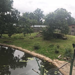 Amur tiger enclosure (2)
