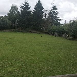 Pets farm- sheep enclosure