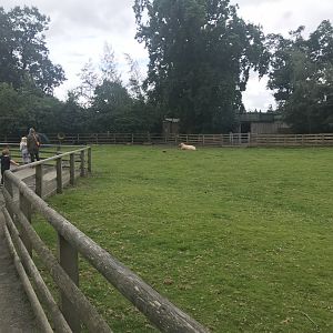 Pets farm- Sheep enclosure (2)