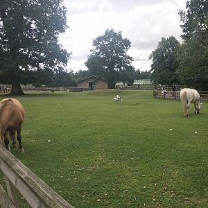 Pets farm- Main enclosure