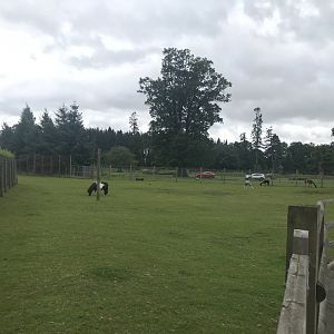 Pets farm- Mixed species enclosure