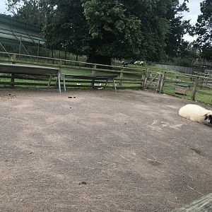 Pets farm- Hard standing enclosure (3)