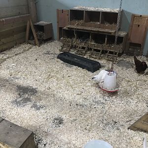 Pets farm- Chicken enclosure