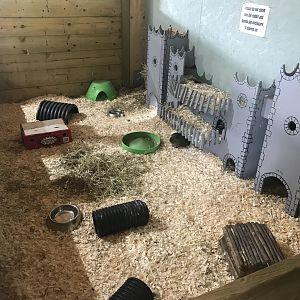 Pets farm- Rabbit & guniea pig indoors