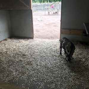 Pets farm- Animal indoors