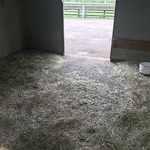 Pets farm- Animal indoors (3)