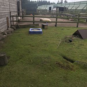 Pets farm- Guniea pig and rabbit enclosure